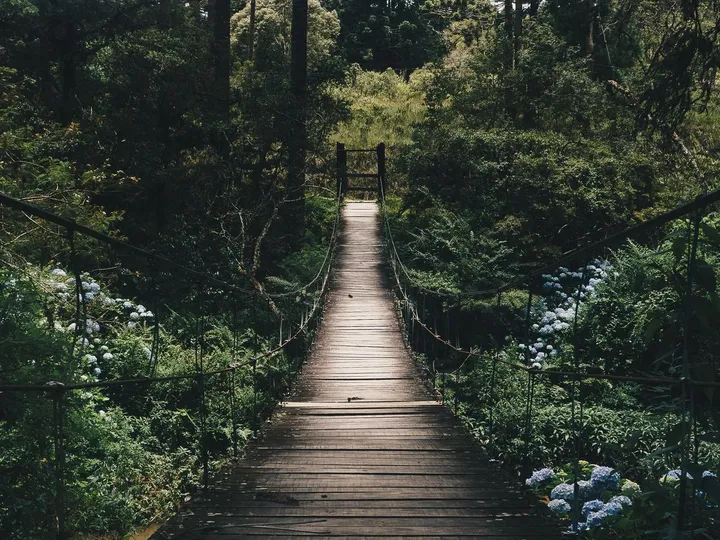 A misty forest path with atmospheric lighting